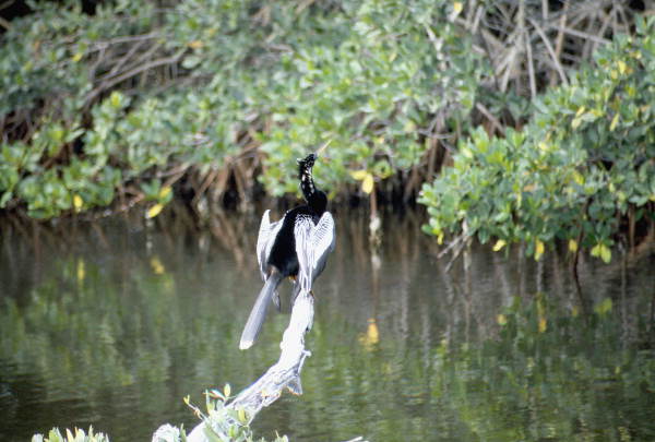 American snakebird (Anhinga anhinga) standing on a tree branch