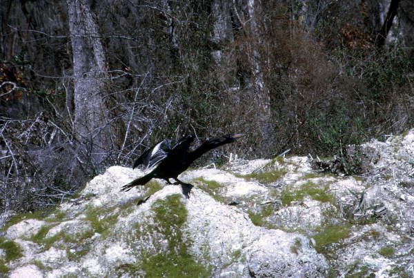 American snakebird (Anhinga anhinga) standing on a rock with wings spread to dry in the sun - Wakulla Springs, Florida