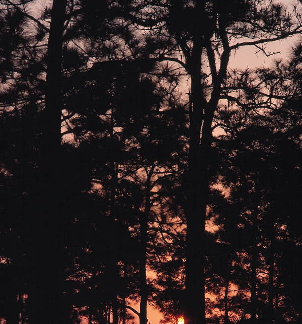 View of sunrise behind trees at Corkscrew Swamp - Collier County, Florida