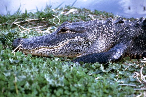 Gator - Wakulla Springs, Florida