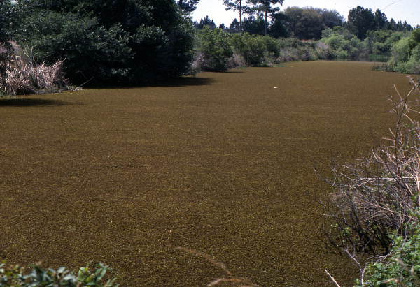 View of aquatic ferns at Corkscrew Swamp - Collier County, Florida