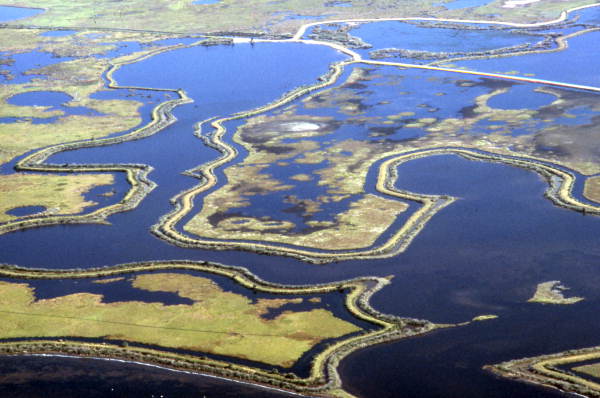 Aerial view of a section of New Smyrna Beach showing dredged canals - Volusia County, Florida