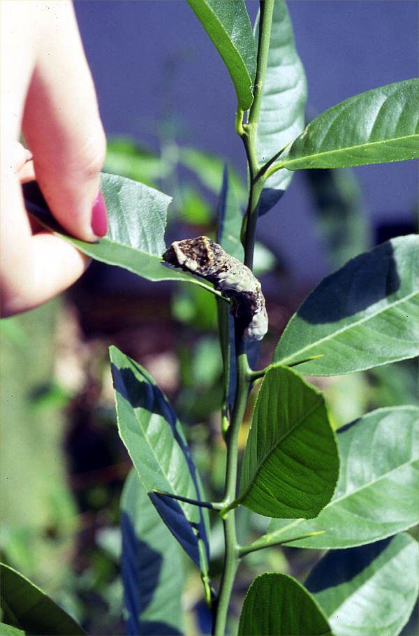 Caterpillar eating a citrus leaf