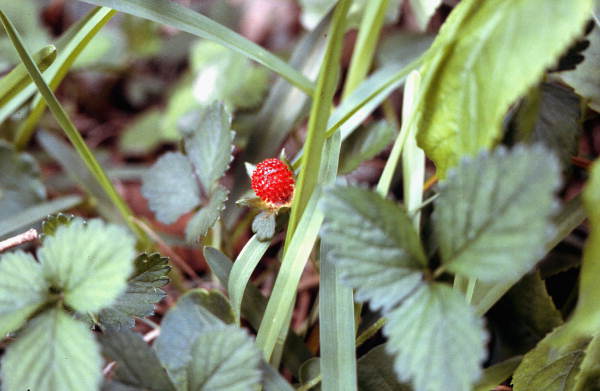 View of wild strawberry