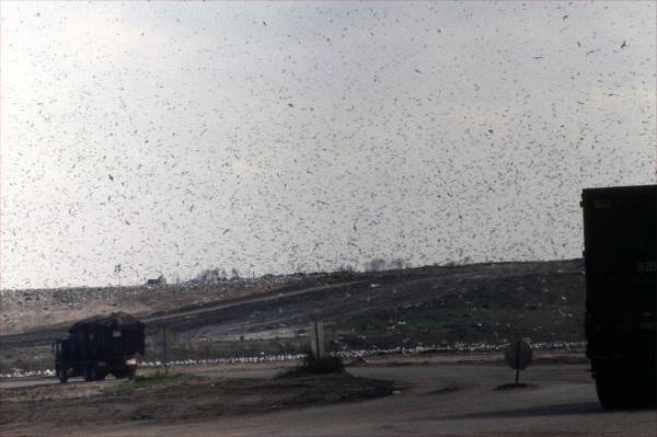 Seagulls flying in the sky above landfill