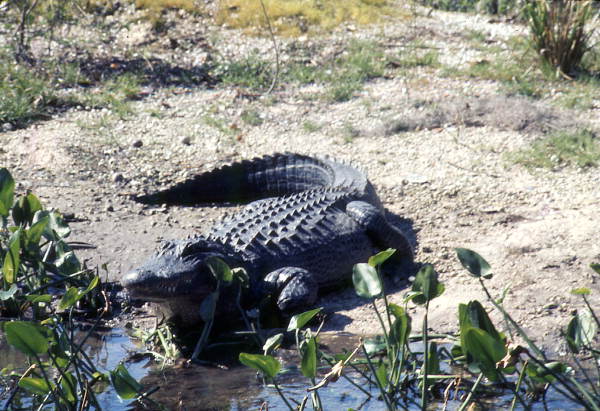 View of alligator in Broward County
