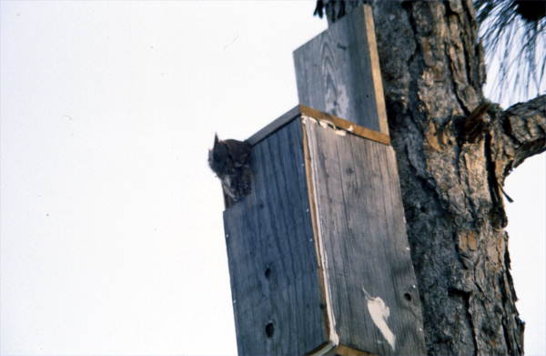 Screech owl in a box - Brevard County, Florida