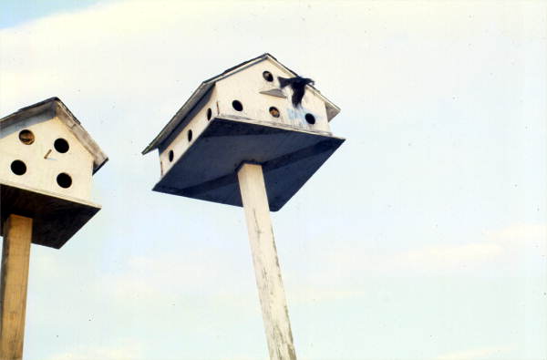 "Purple Martin" (Progne subis) by bird house - New Smyrna Beach, Florida