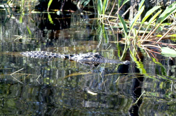 Close-up view of alligator in Broward County