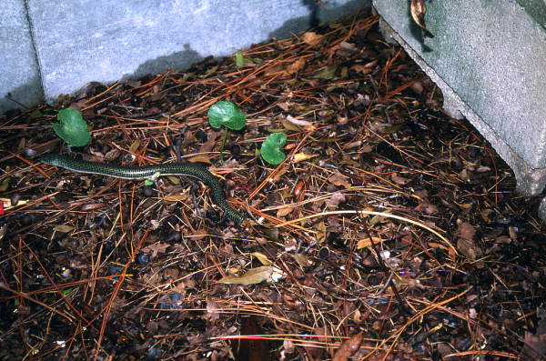 Glass lizard.