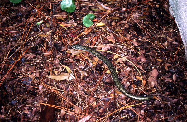 Glass lizard.