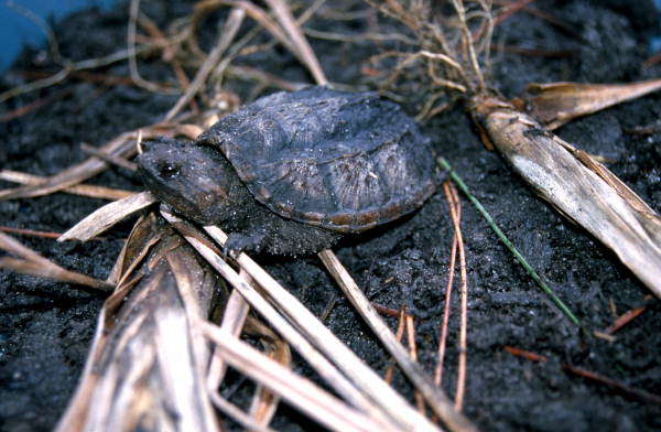 Musk turtle.