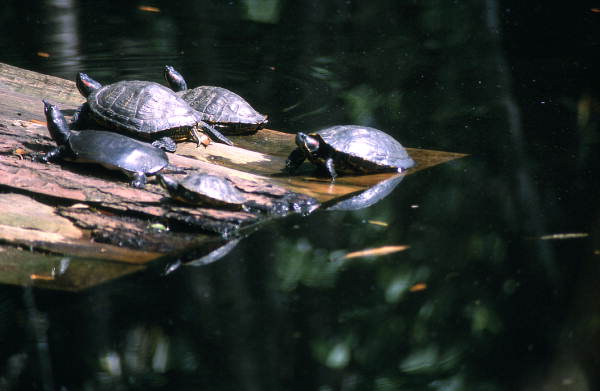 Turtles.