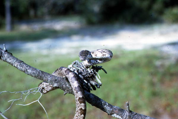 Hognose snake.