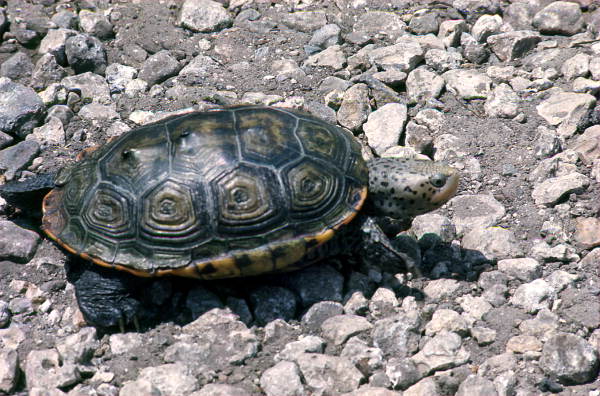 Diamond-backed terrapin.