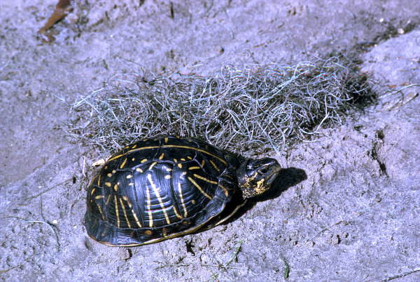 Florida Box turtle (Terrapene carolina bauri) - Leon County, Florida