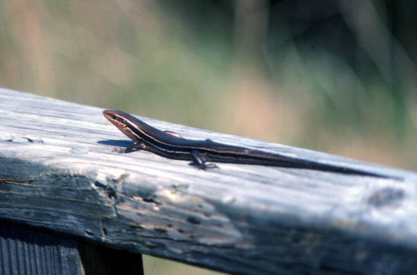 5 lined skink (Eumeces fasciatus) in Woodville - Leon County, Florida