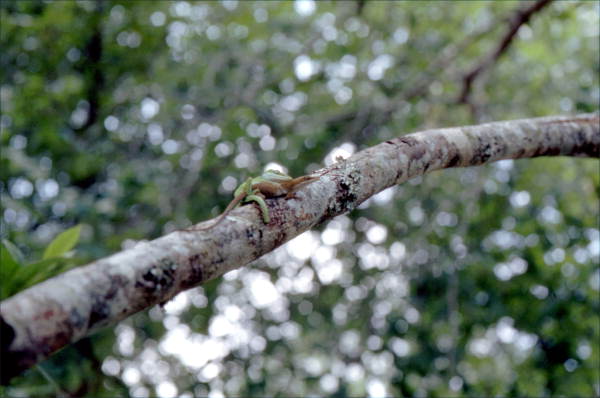 Lizards on a tree branch in Woodville - Leon County, Florida