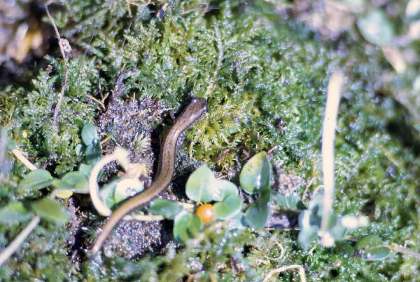 4 toed salamander in Woodville - Leon County, Florida