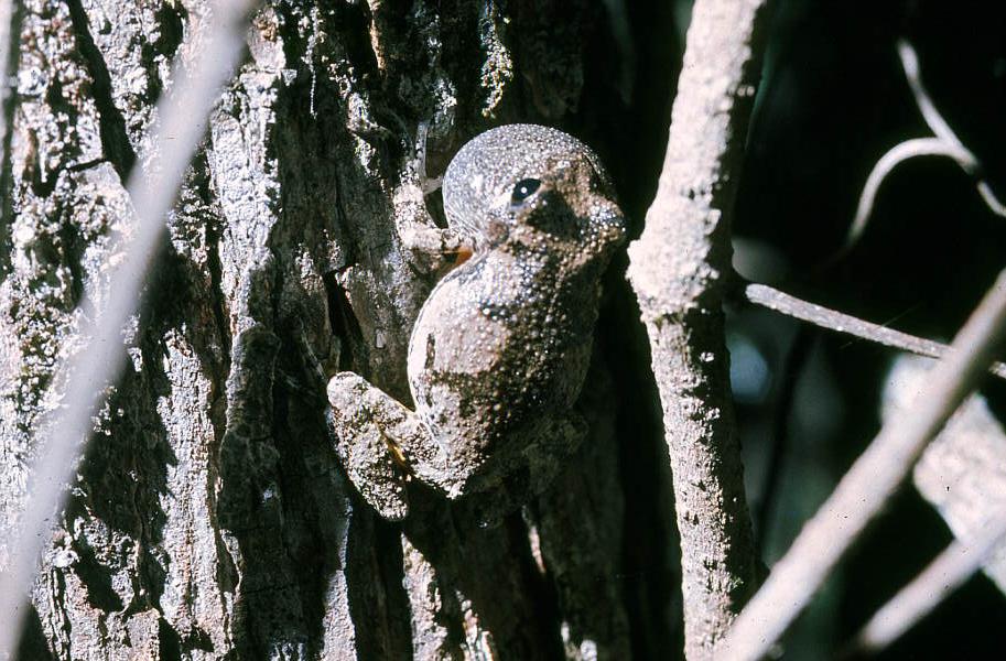 Close-up view of a grey tree frog in Woodville - Leon County, Florida
