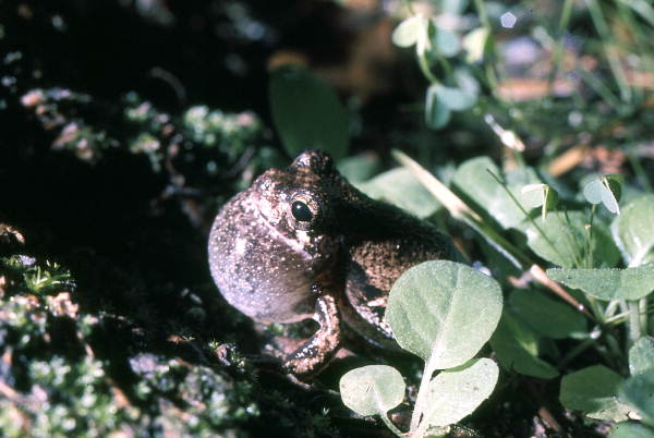 Close-up view of a gray tree frog in Woodville - Leon County, Florida