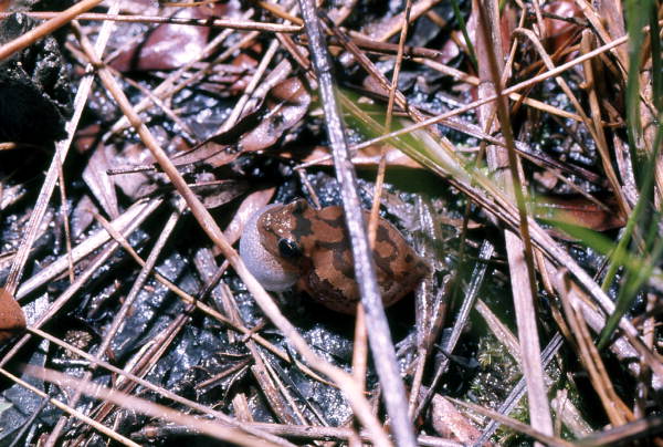 View of Pinewoods Treefrog (Hyla femoralis) in Woodville - Leon County, Florida