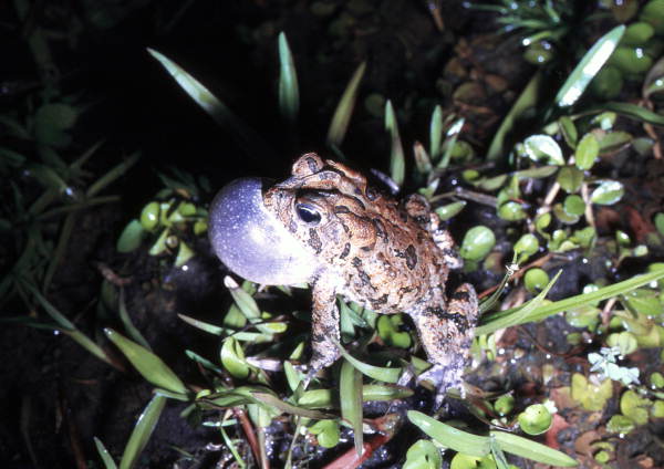 Toad "calling"