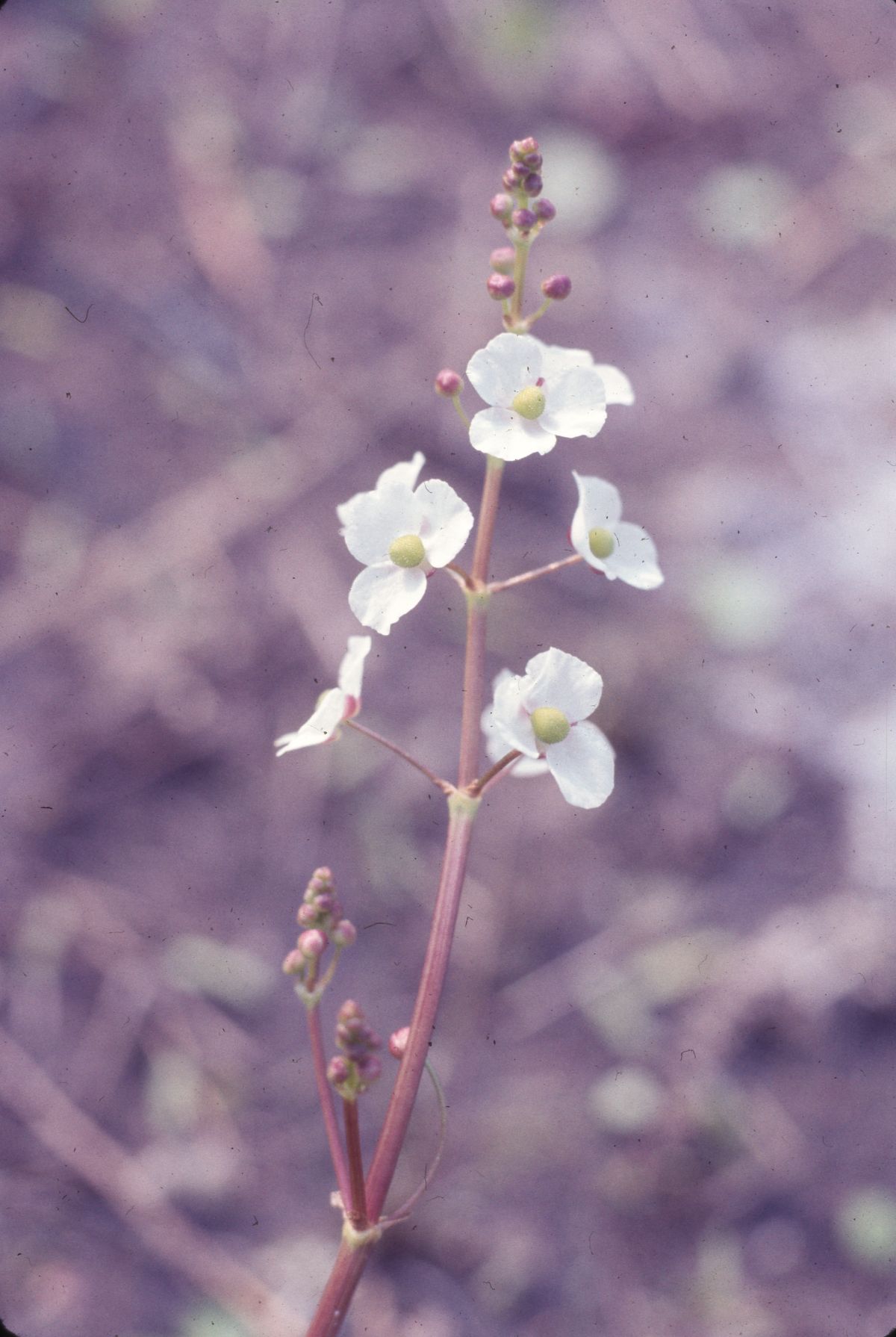Water plantain