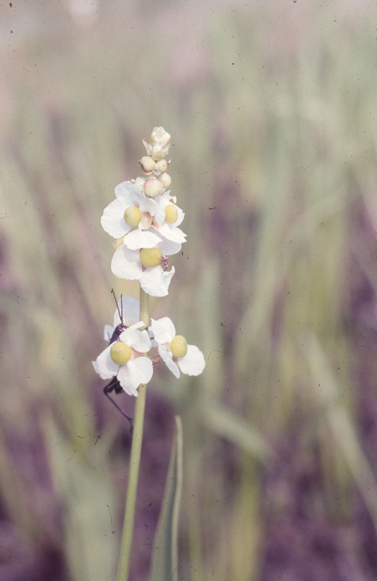 Water plantain