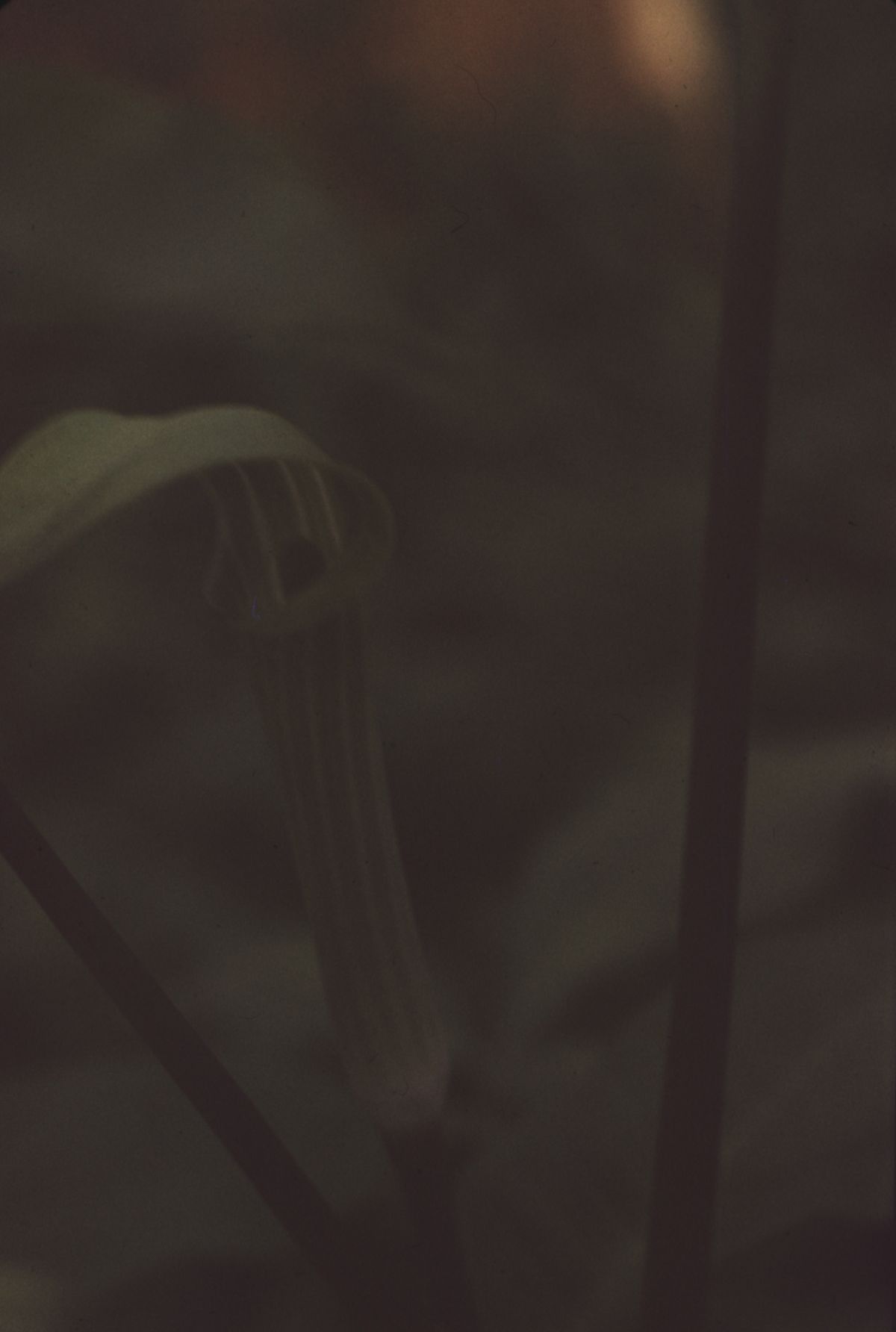 Jack-in-the-pulpit
