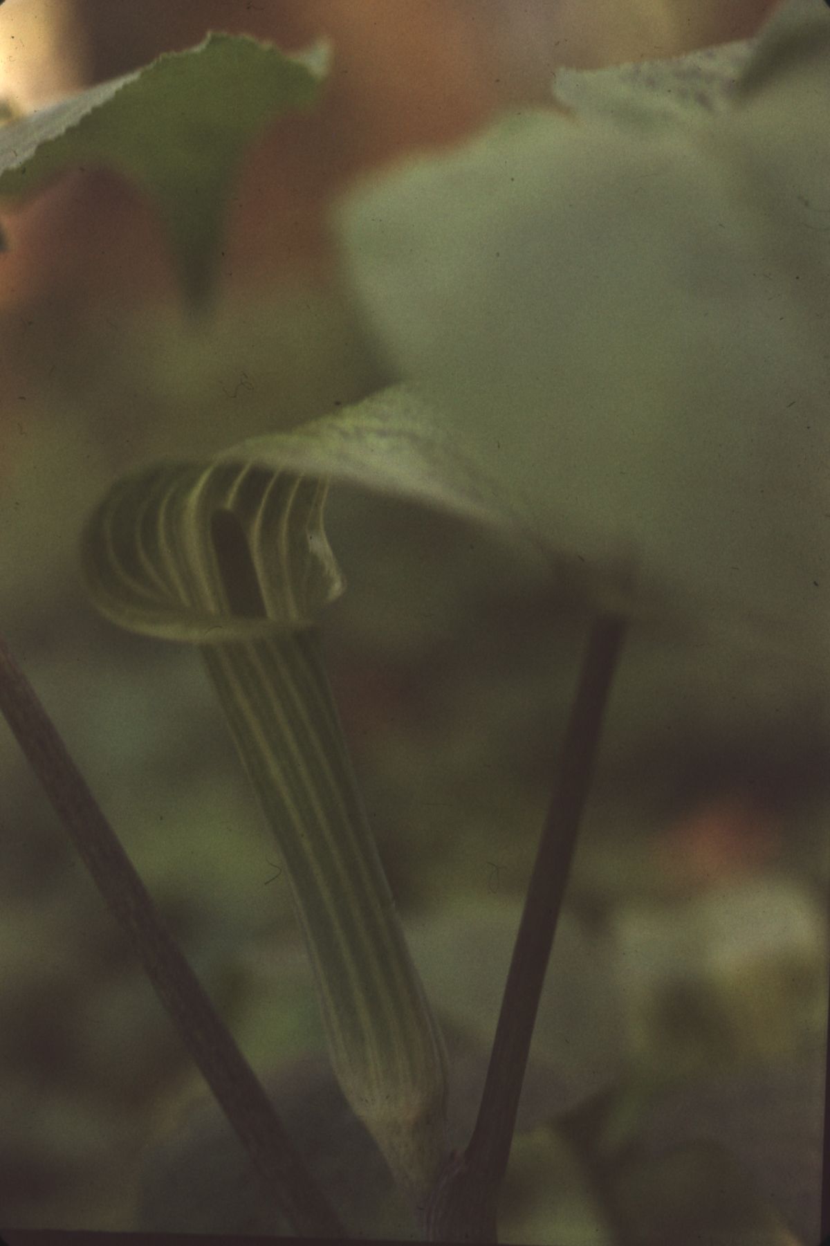 Jack-in-the-pulpit