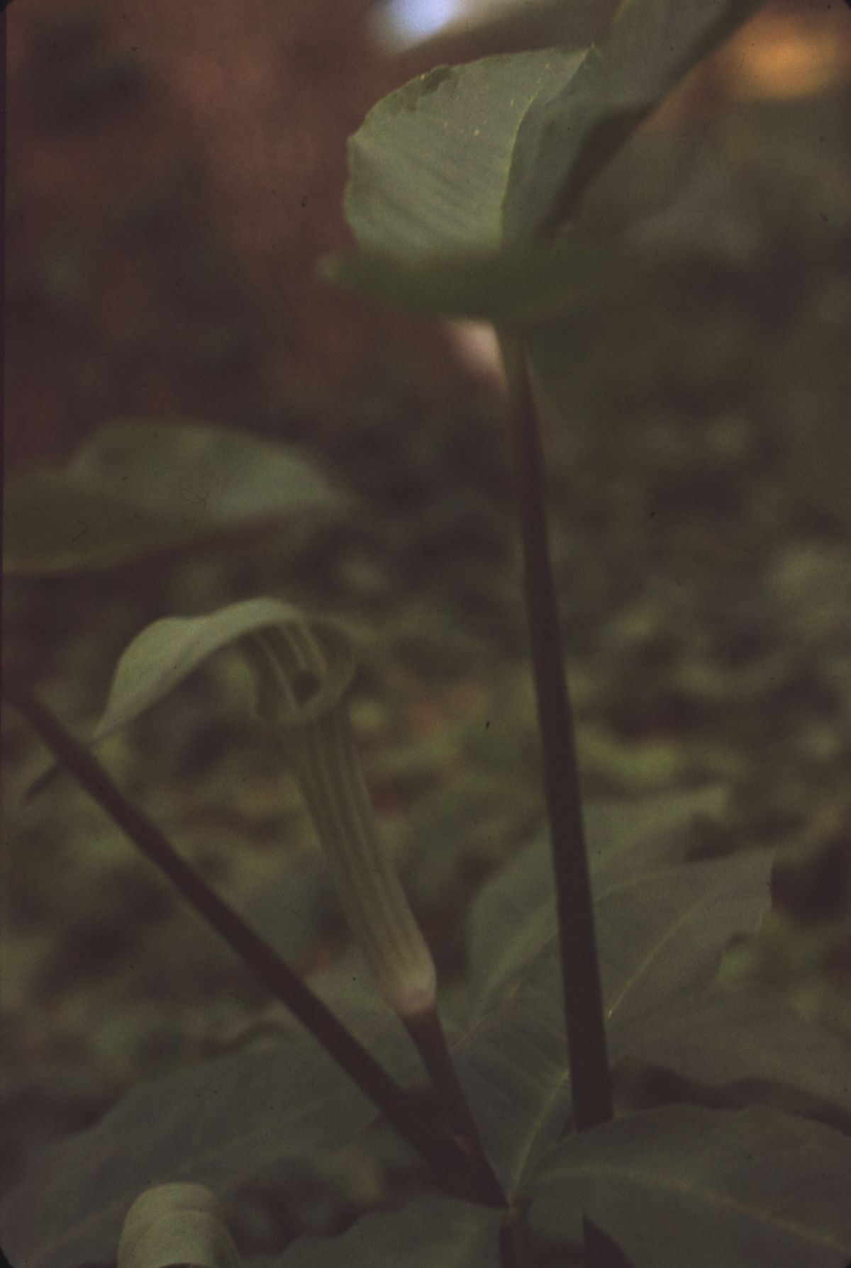Jack-in-the-pulpit