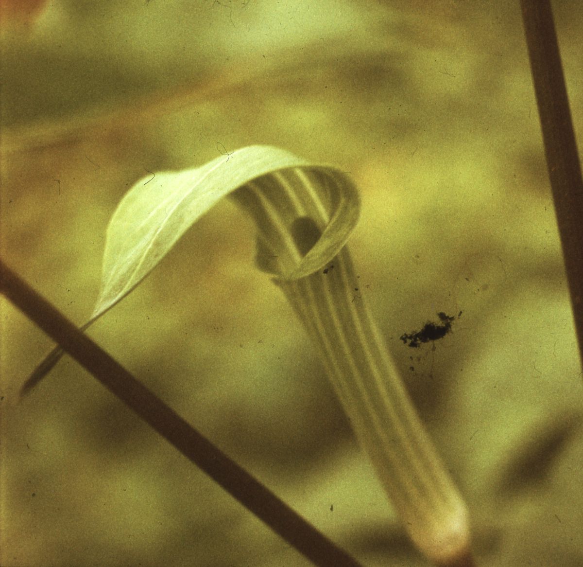 Jack-in-the-pulpit