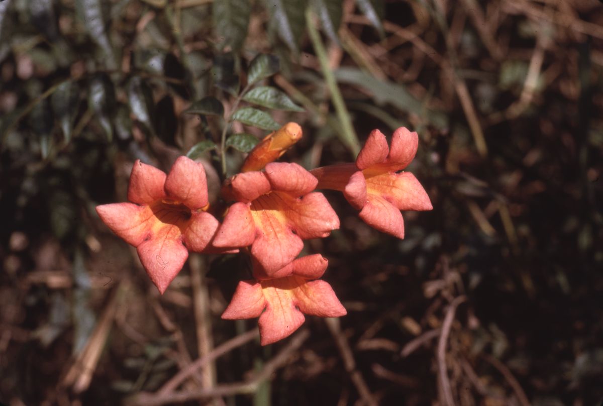 Trumpet creeper