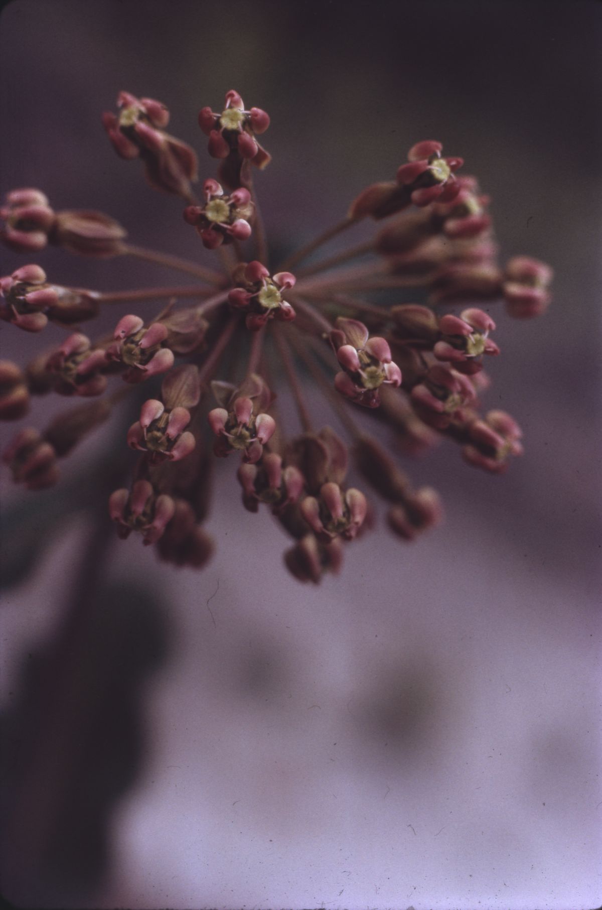 Milkweed