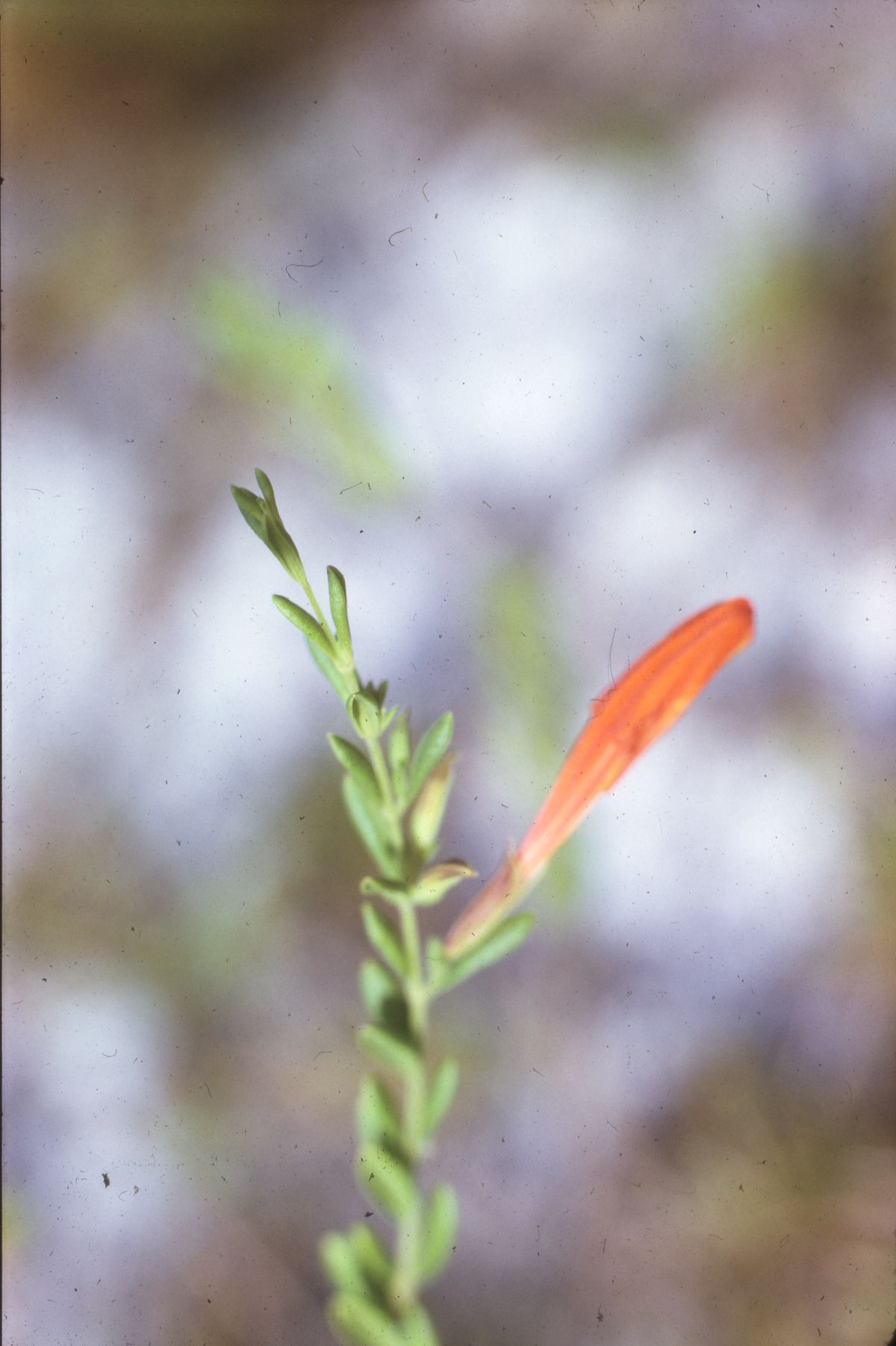 Yellow bractspike