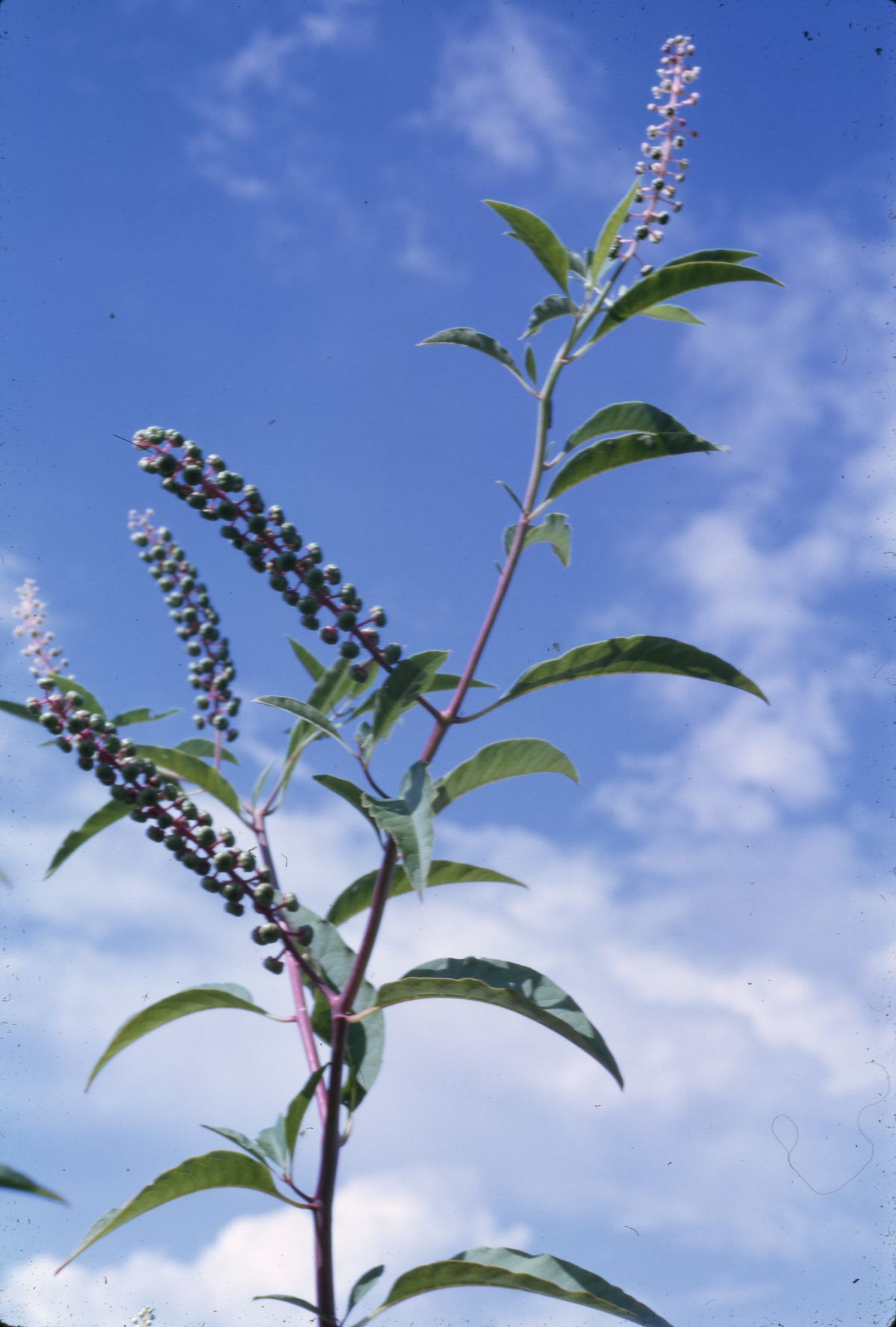 American pokeweed
