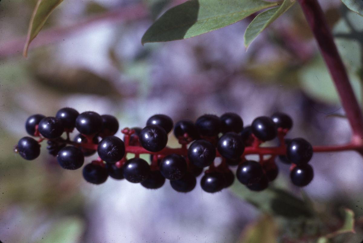 American pokeweed