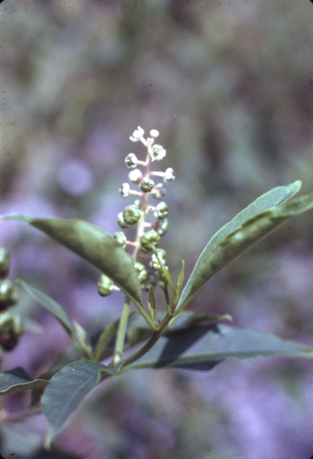 American pokeweed