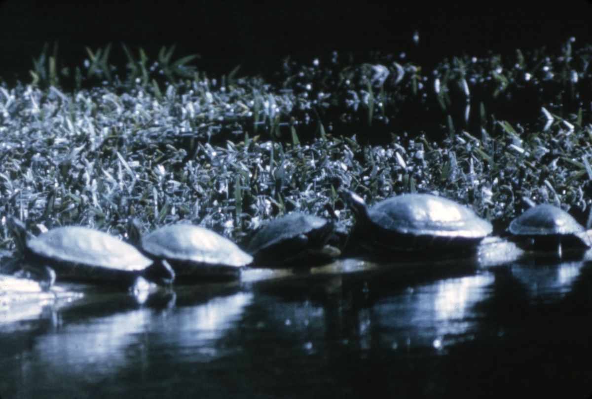 Turtles on log - Wakulla Springs, Florida