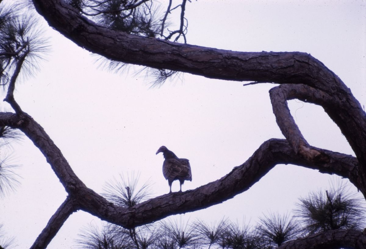 Turkey vulture on limb