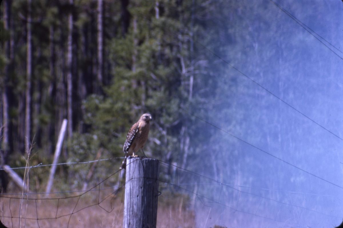 Red-shouldered hawk