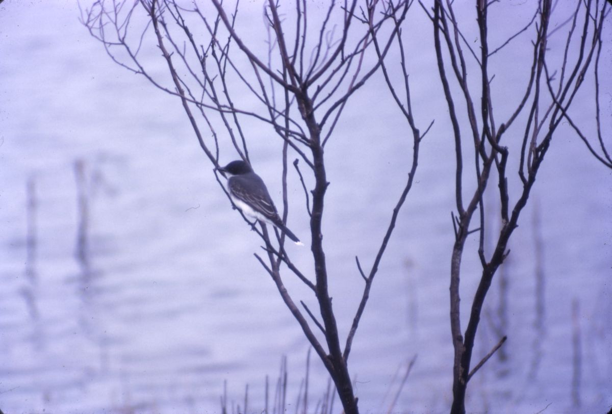 Eastern kingbird