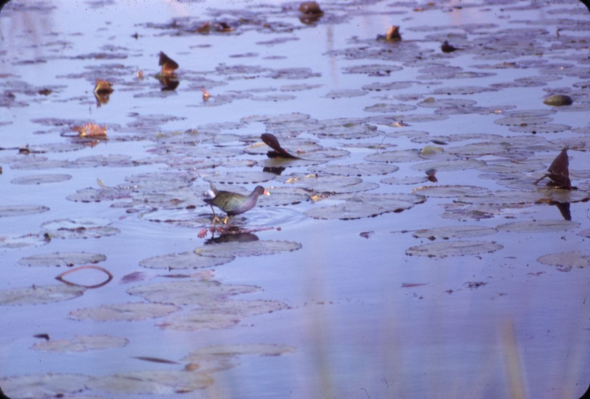 Purple gallinule