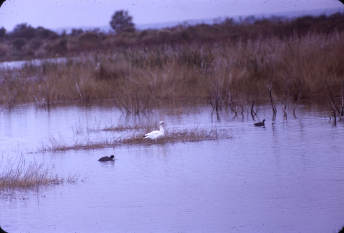 Snow goose
