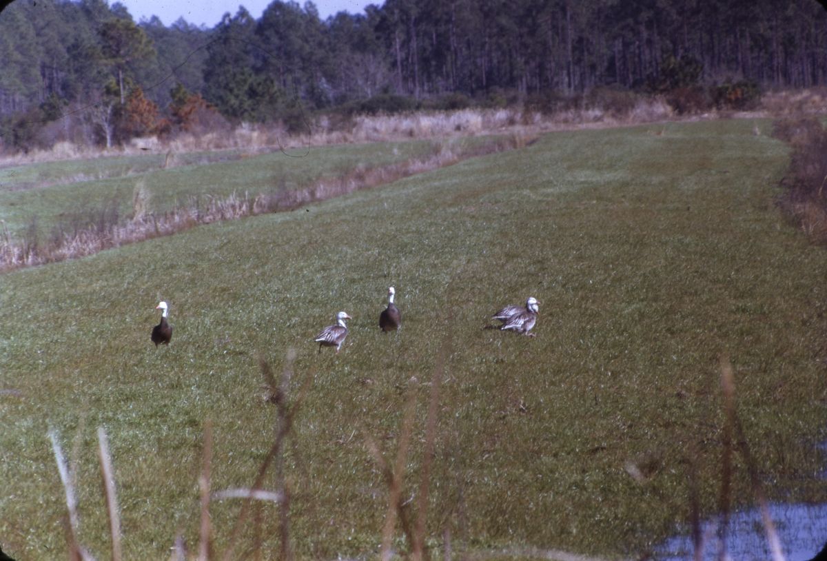 Blue goose