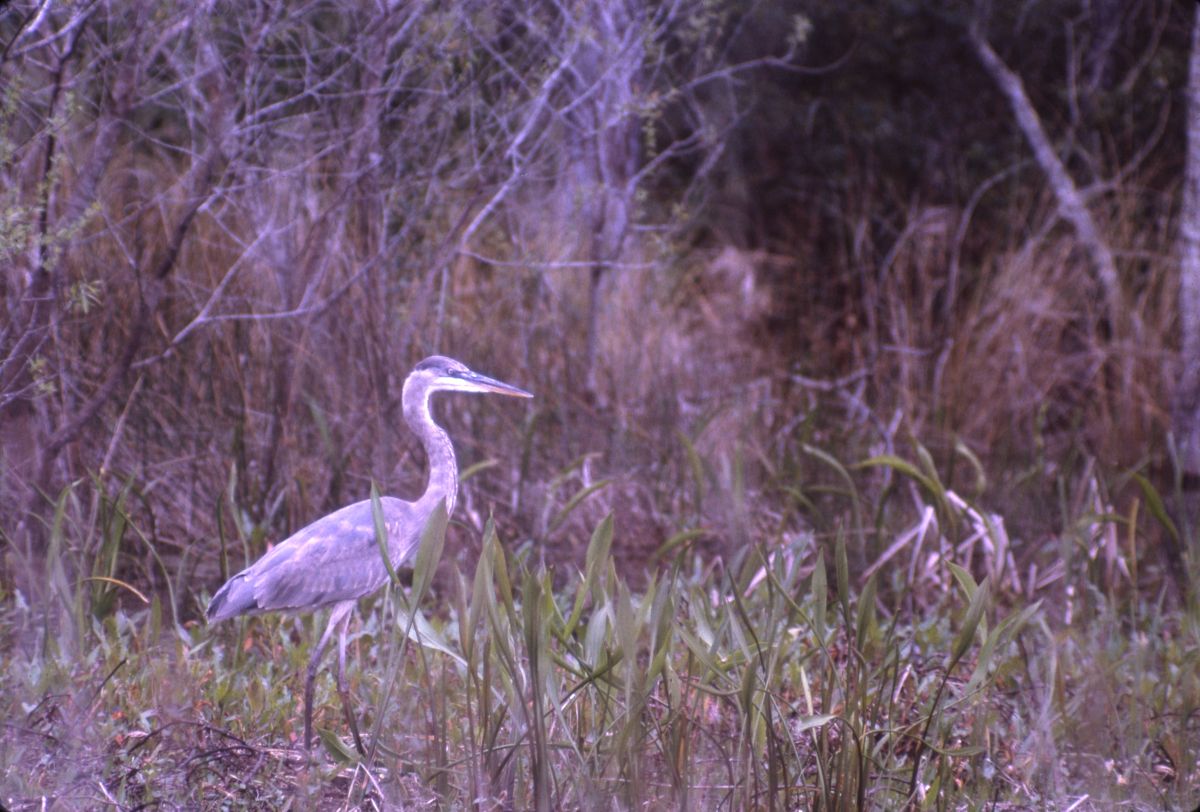 Great blue heron