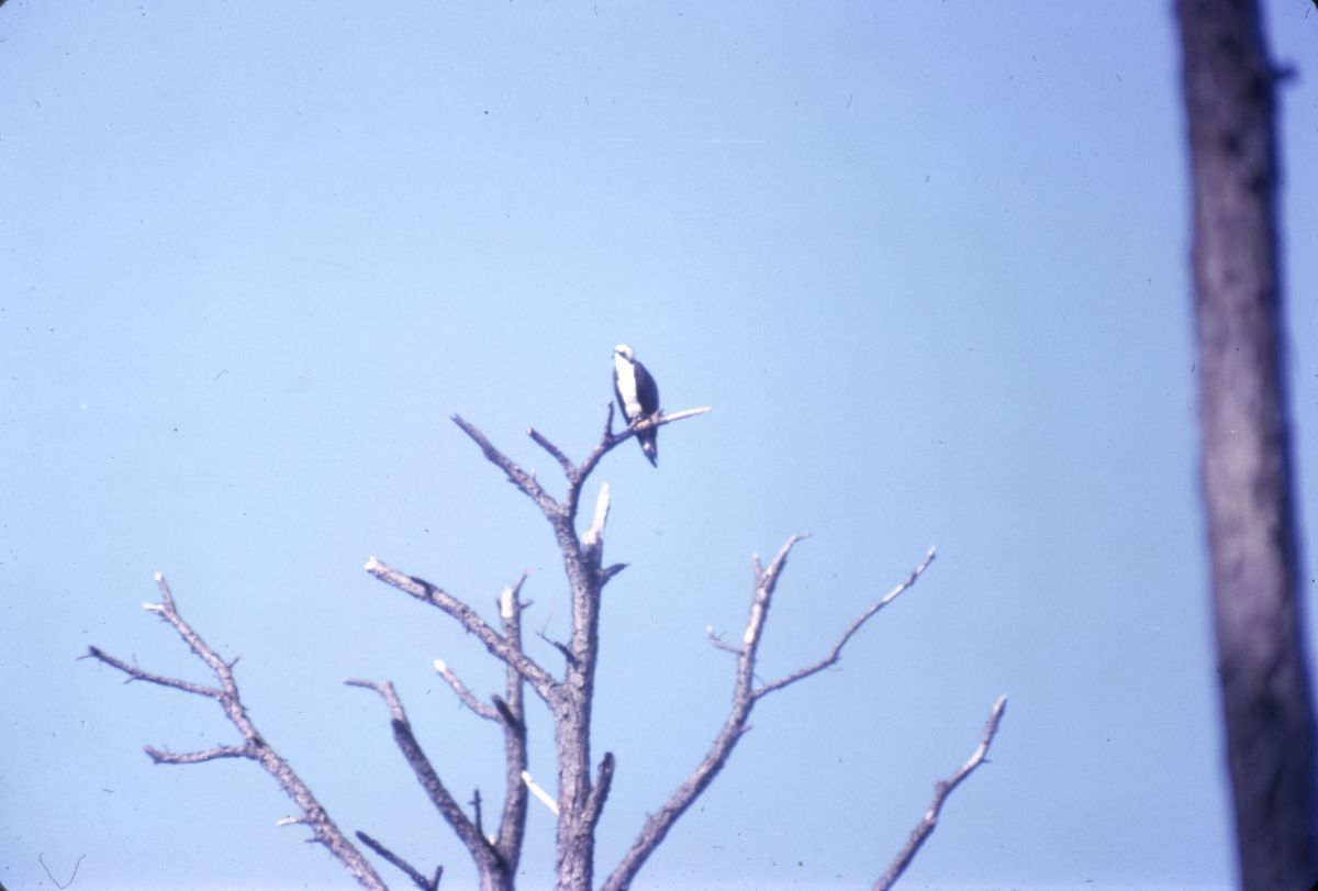 Osprey
