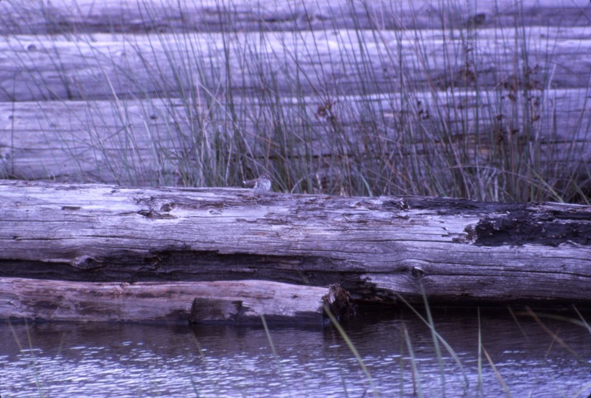 Spotted sandpiper