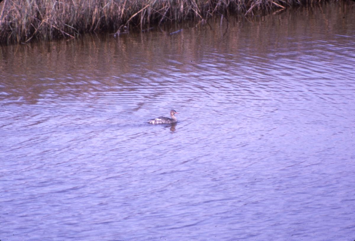 Red-breasted merganser